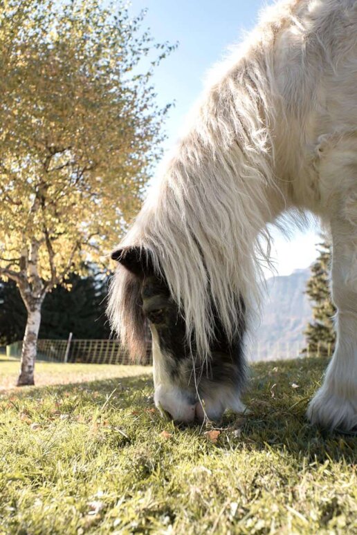 Photo reportage le poney pour la Ferme des Vonezins, magnifique restaurant d'alpage, à Thones. Blue1310 Photographe à Annecy en Haute Savoie